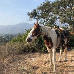 Meet your Posher, Sadie